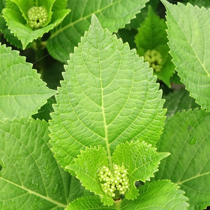 Hydrangea macrophylla Beautensia Spike - Ortensia (Fogliame)