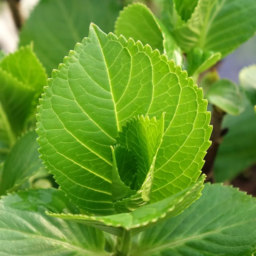 Hydrangea macrophylla Beautensia Spike - Ortensia (Fogliame)