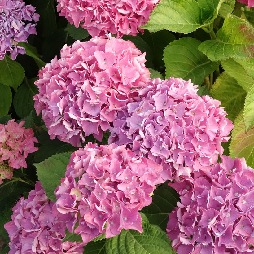 Hydrangea macrophylla Beautensia Spike - Ortensia (Fioritura)