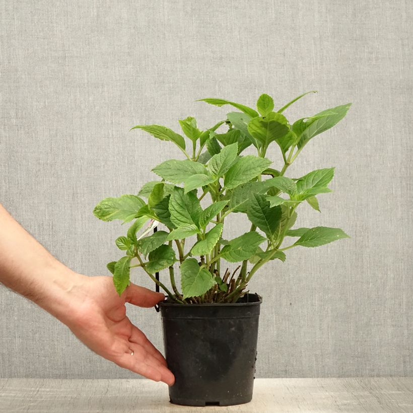 Esemplare di Hydrangea macrophylla Benelux Blue - Ortensia Vaso da 2L/3L consegnato in estate