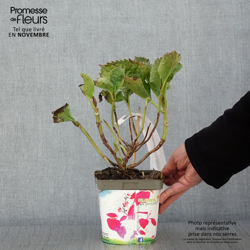 Esemplare di Hydrangea macrophylla Benelux Pink - Ortensia Vaso da 2L/3L come consegnato in autunno