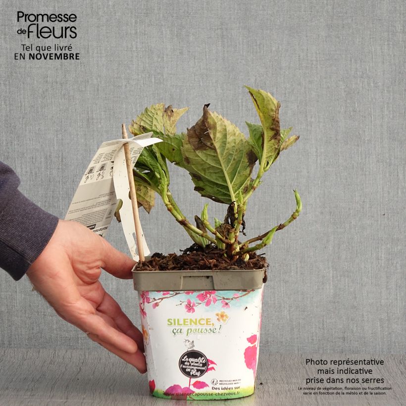 Esemplare di Hydrangea macrophylla Big Data Pink - Ortensia Vaso da 2L/3L come consegnato in autunno
