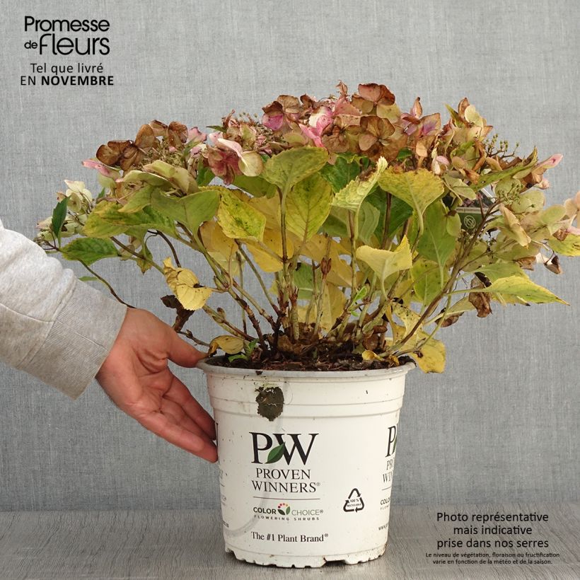 Esemplare di Hydrangea macrophylla Blueberry Cheesecake - Ortensia Vaso da 4L/5L come consegnato in autunno