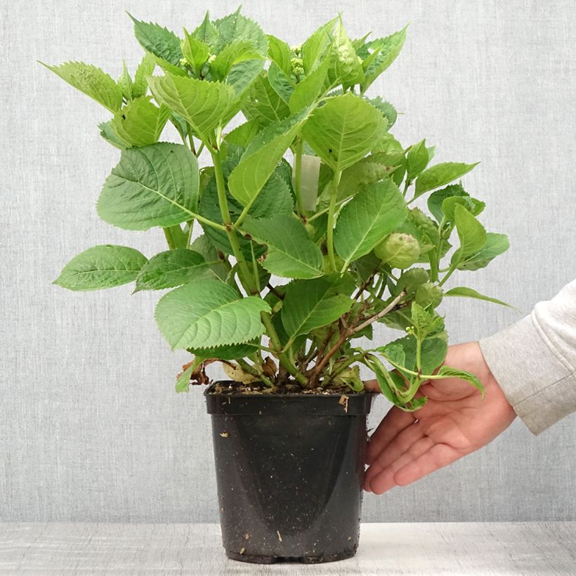 Esemplare di Hydrangea macrophylla Buchfink - Ortensia Vaso da 2L/3L consegnato in estate