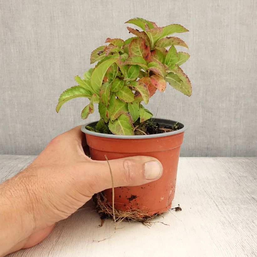 Esemplare di Hydrangea macrophylla Caipirinha - Ortensia Vaso da Ø 12 cm / 13 cm consegnato in estate