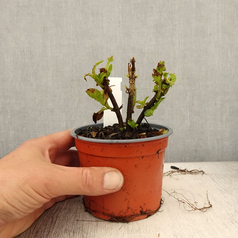 Hydrangea macrophylla Caipirinha - Ortensia Vaso da Ø 12 cm / 13 cm esemplare consegnato in primavera