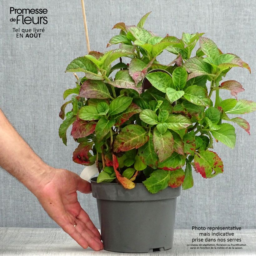 Esemplare di Hydrangea macrophylla Caipirinha - Ortensia Vaso da 2L/3L consegnato in estate