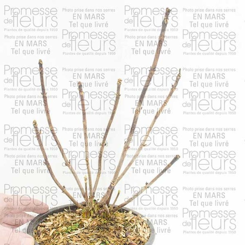 Esempio di esemplare Hydrangea macrophylla Camino - Ortensia Vaso da 2L/3LAltezza consegnata circa 15cm come consegnato