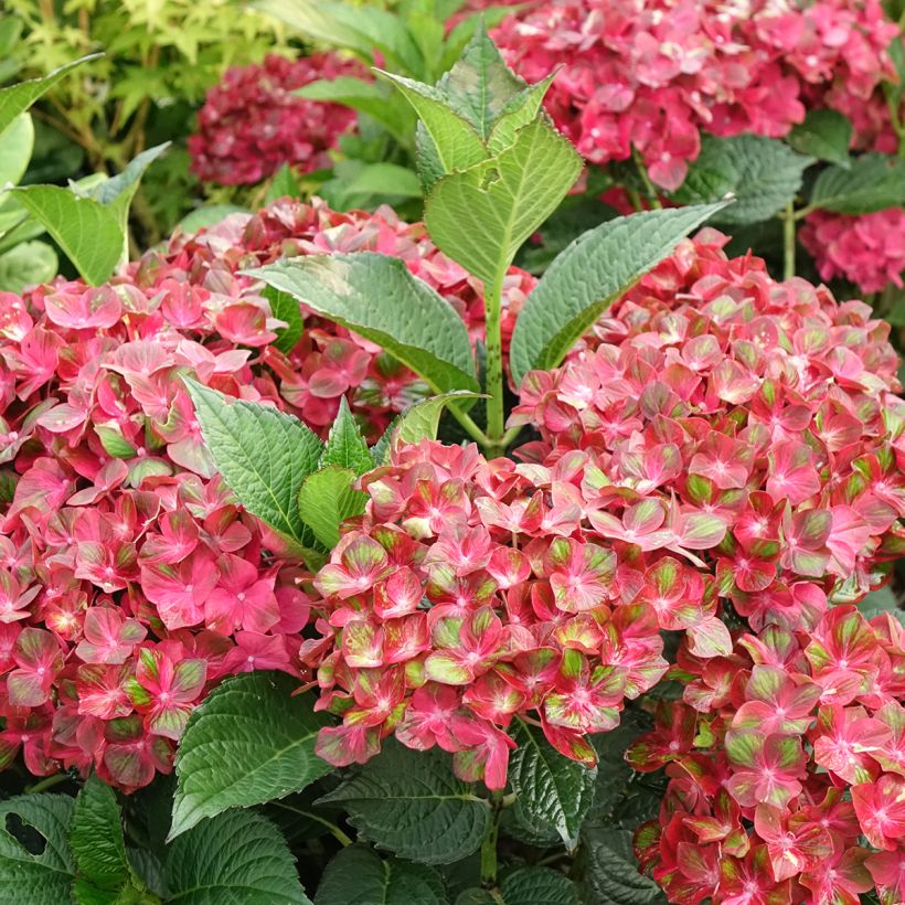 Hydrangea macrophylla Chocolate Ever Belles - Ortensia (Fioritura)