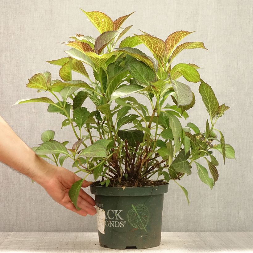 Esemplare di Hydrangea macrophylla Dark Angel Purple - Ortensia Vaso da 4L/5L consegnato in estate