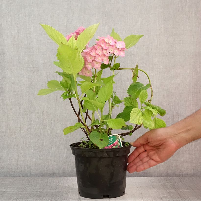 Esemplare di Hydrangea macrophylla Deutschland - Ortensia Vaso da 2L/3L consegnato in estate