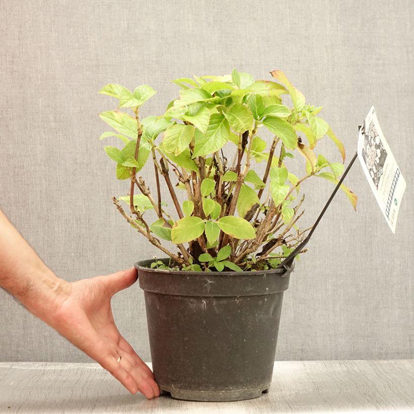 Esemplare di Hydrangea macrophylla Dolce Gipsy - Ortensia Vaso da 4L/5L consegnato in estate