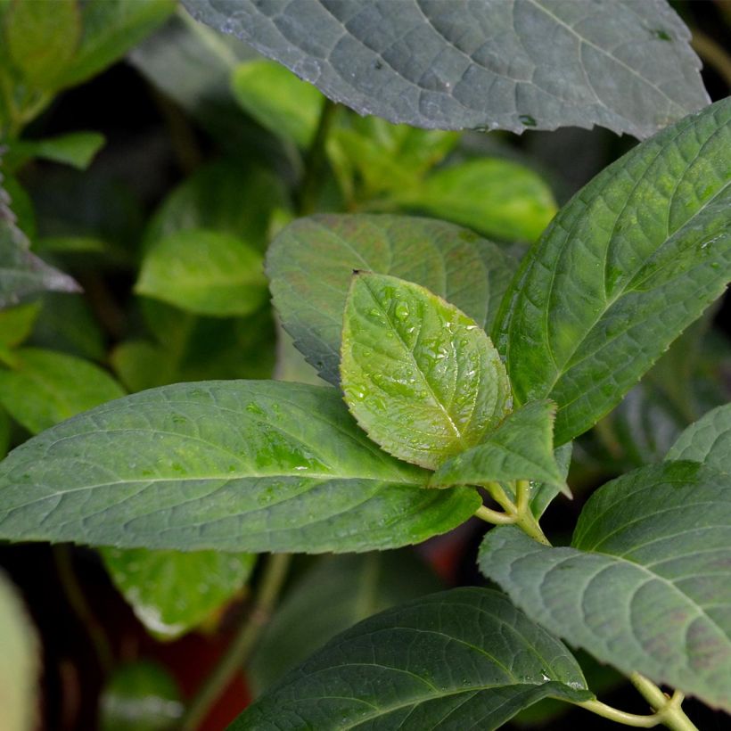 Hydrangea macrophylla Dolce Kiss - Ortensia (Fogliame)
