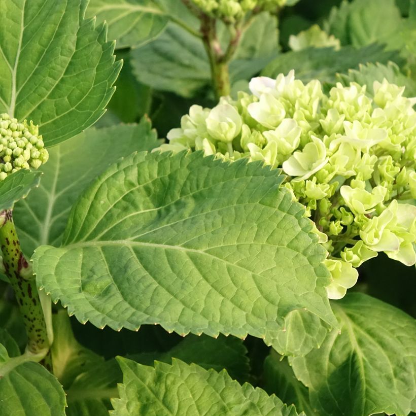 Hydrangea macrophylla Early Blue - Ortensia (Fogliame)