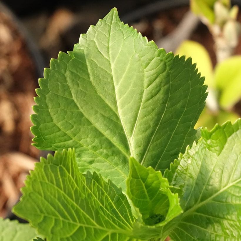 Hydrangea macrophylla Early Blue - Ortensia (Fogliame)