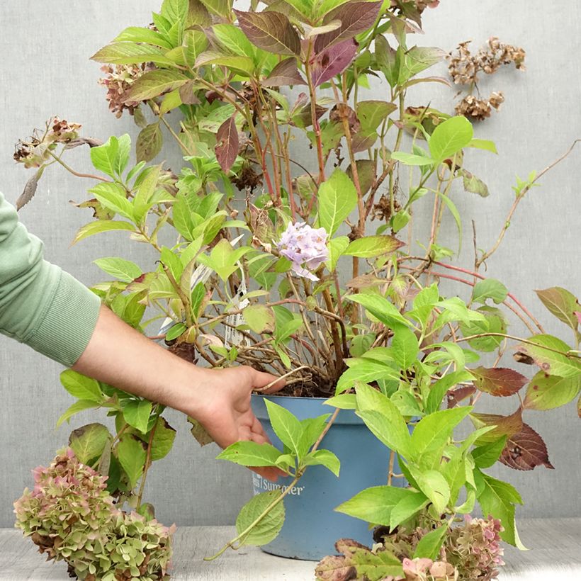 Esemplare di Hydrangea macrophylla Endless Summer The Original Blue - Ortensia Vaso da 7,5L/10L consegnato in estate