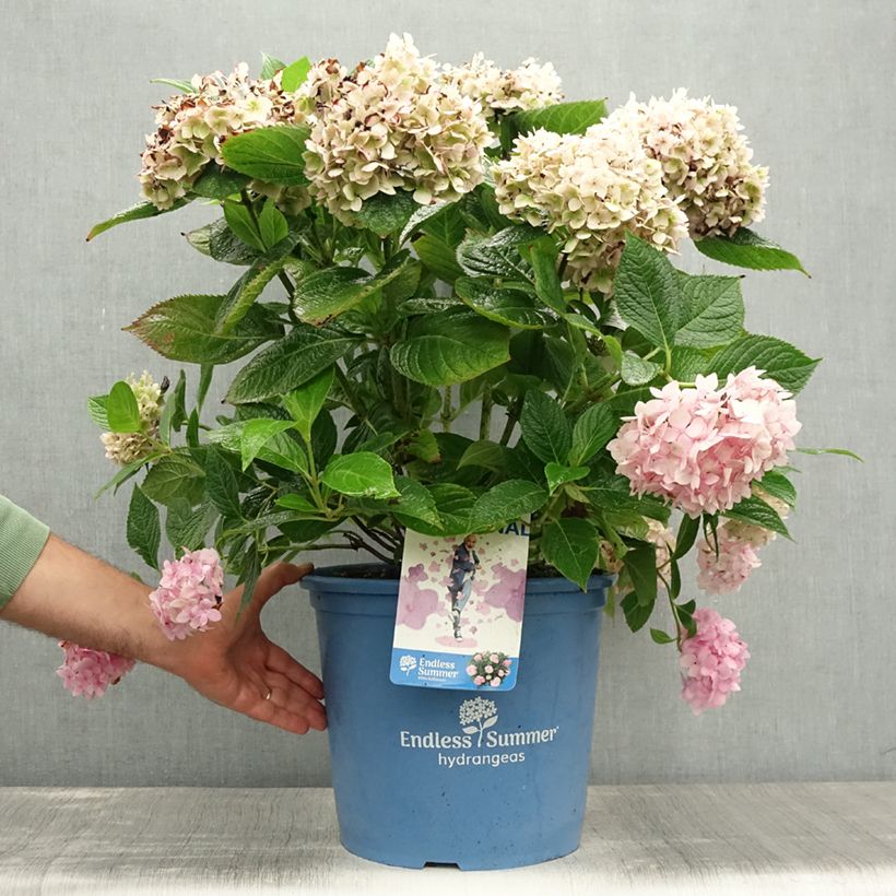 Esemplare di Hydrangea macrophylla Endless Summer The Original Pink - Ortensia Vaso da 12L/15L consegnato in estate