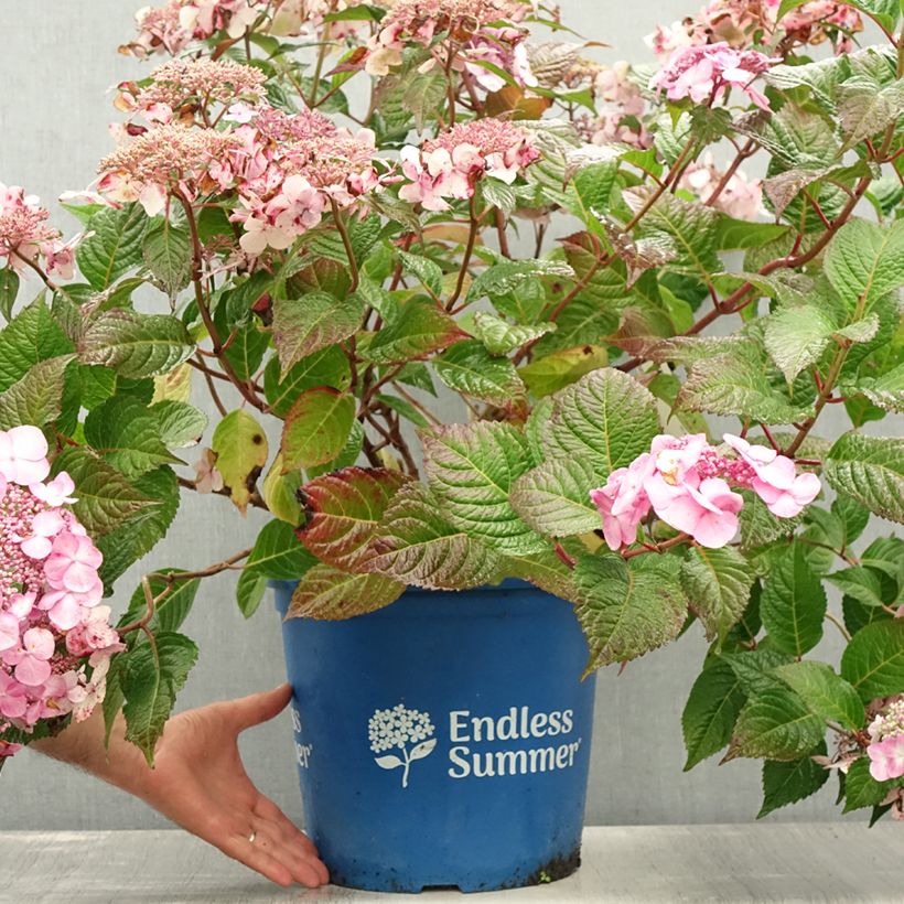 Esemplare di Hydrangea macrophylla Endless Summer Twist and Shout - Ortensia Vaso da 12L/15L consegnato in estate