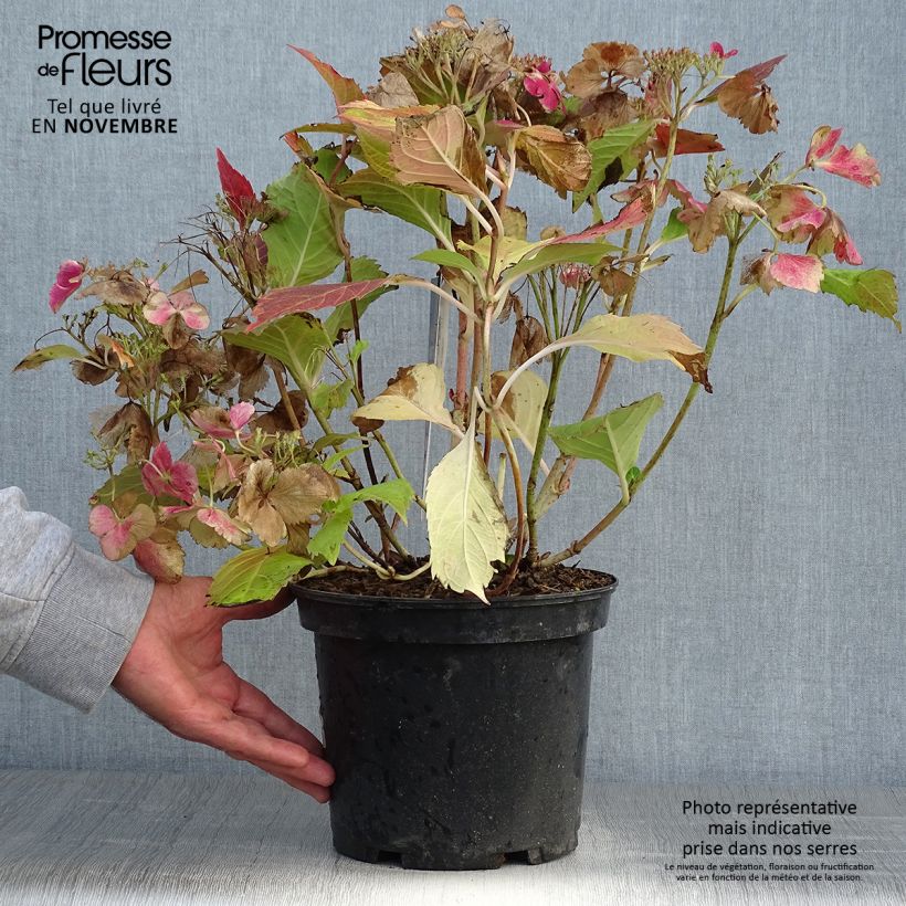 Esemplare di Hydrangea macrophylla Rendez-Vous French Cancan - Ortensia Vaso da 4L/5L come consegnato in autunno