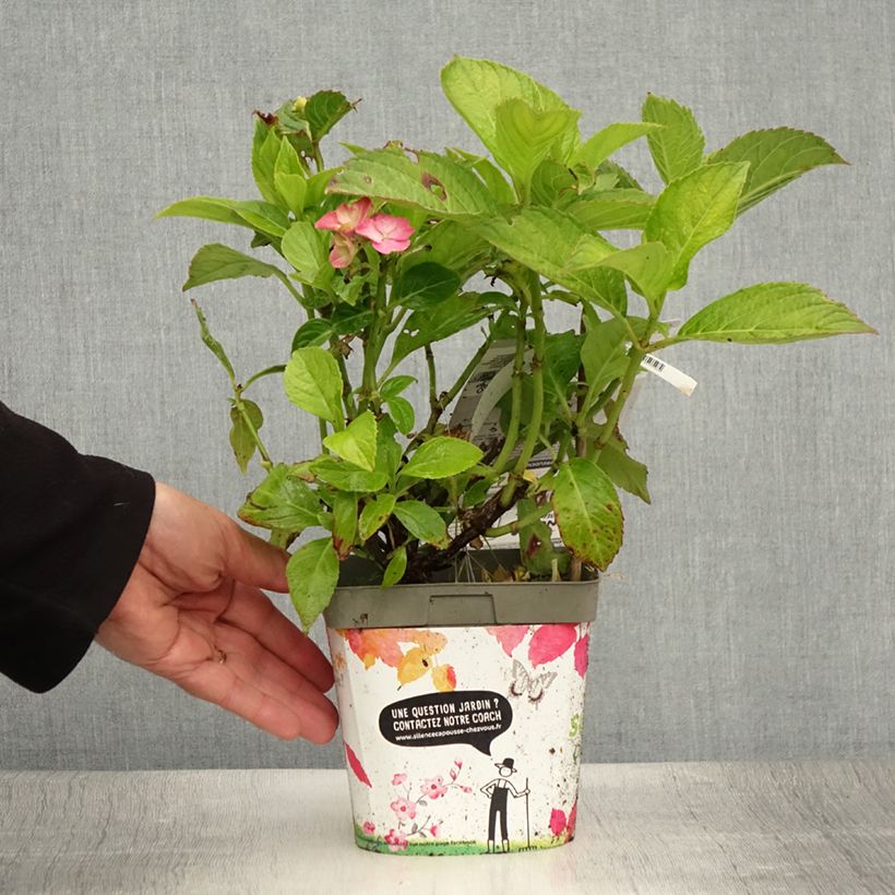 Esemplare di Hydrangea macrophylla Freudenstein - Ortensia Vaso da 2L/3L consegnato in estate