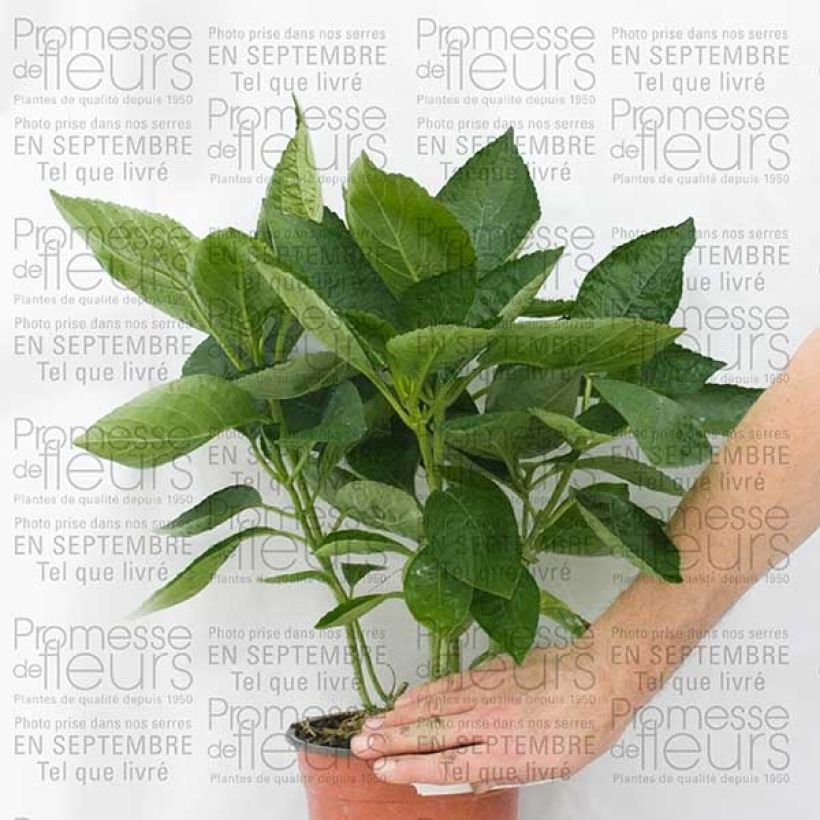 Esempio di esemplare Hydrangea macrophylla Great Star Blanc Bleu - Ortensia Vaso da 2L/3LAltezza consegnata circa 10/20cm come consegnato