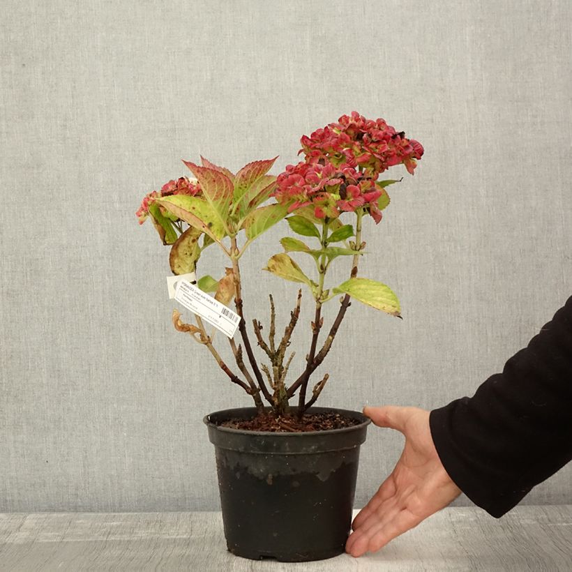 Esemplare di Hydrangea macrophylla Green Ever Belles - Ortensia Vaso da 2L/3L come consegnato in autunno