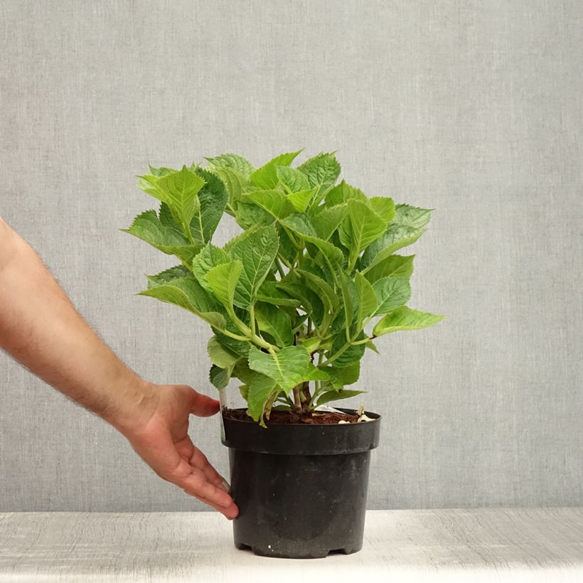 Esemplare di Hydrangea macrophylla Teller Kardinal - Ortensia Vaso da 2L/3L consegnato in estate