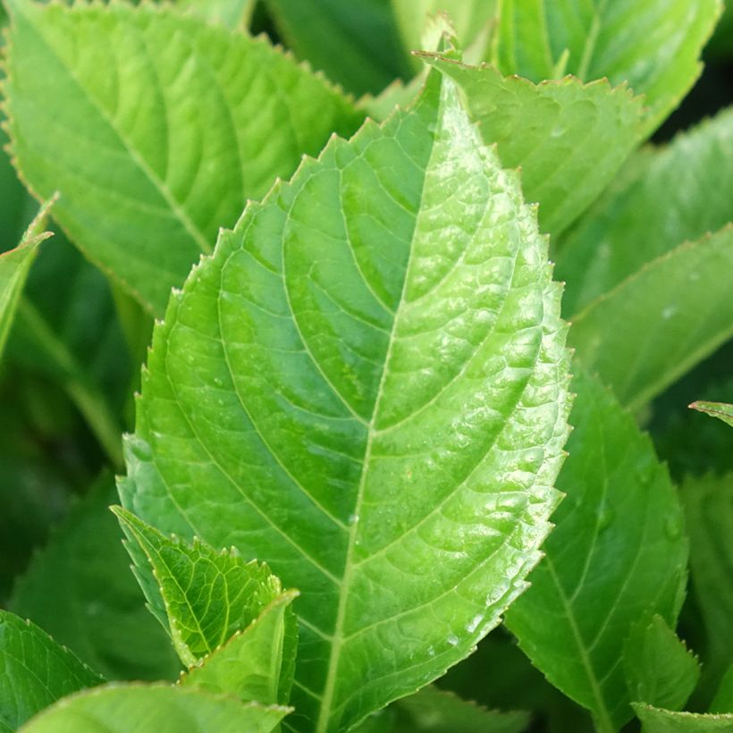 Hydrangea macrophylla Kardinal Violet - Ortensia (Fogliame)