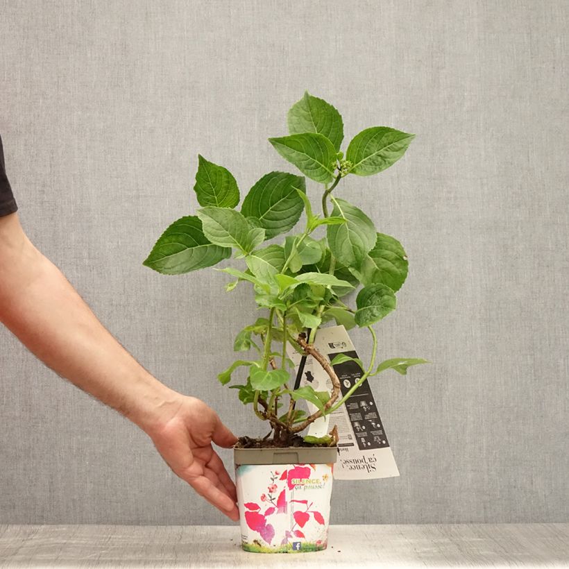 Esemplare di Hydrangea macrophylla Kazan - Ortensia Vaso da 2L/3L consegnato in estate