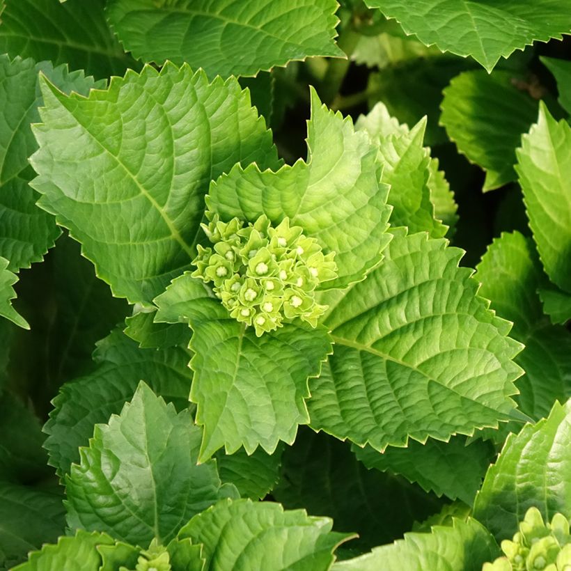 Hydrangea macrophylla Lady Mata Hari - Ortensia (Fogliame)