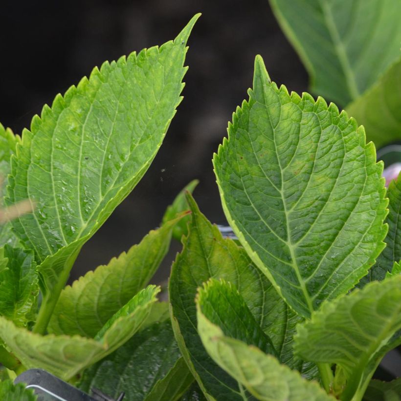 Hydrangea macrophylla Lady Nobuko - Ortensia (Fogliame)