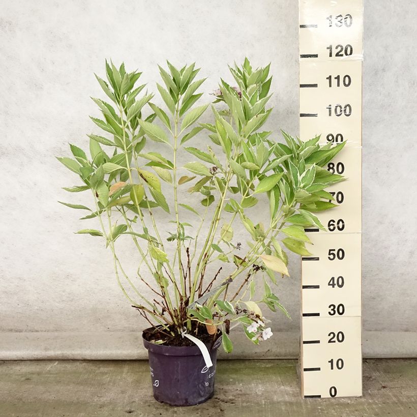 Esemplare di Hydrangea macrophylla Light'o'Day - Ortensia Vaso da 7,5L/10L consegnato in estate