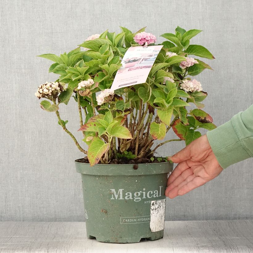 Esemplare di Hydrangea macrophylla Magical Coral rosa - Ortensia Vaso da 4L/5L consegnato in estate