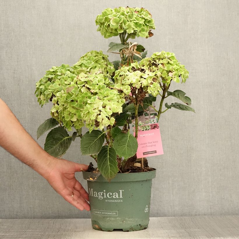 Esemplare di Hydrangea macrophylla Magical Jewel rosa - Ortensia Vaso da 4L/5L consegnato in estate