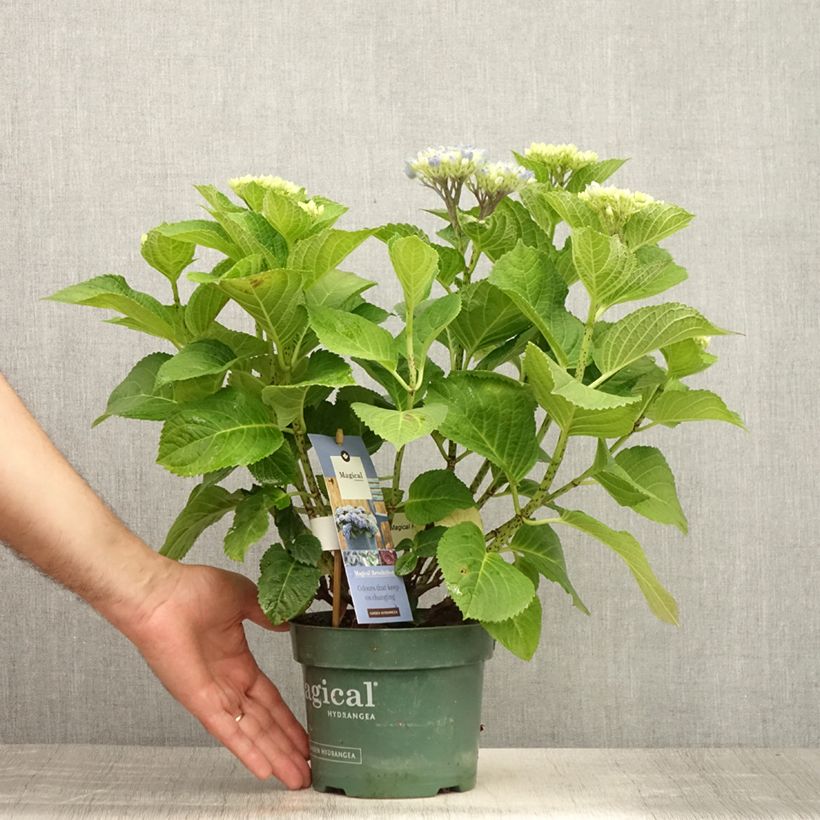 Esemplare di Hydrangea macrophylla Magical Revolution Bleu - Ortensia Vaso da 1,5L/2L consegnato in estate