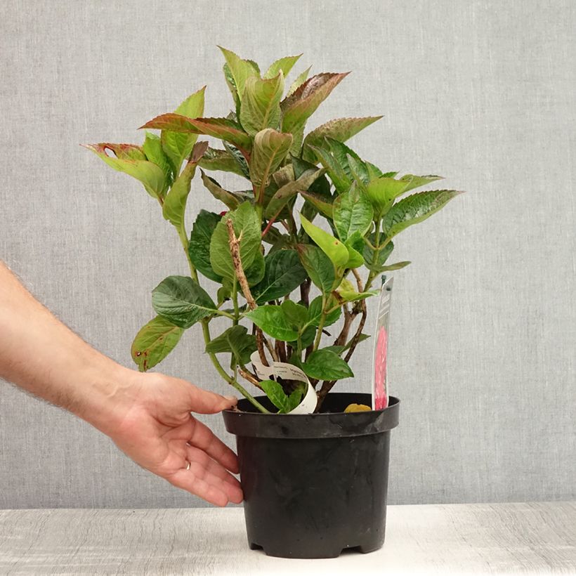 Esemplare di Hydrangea macrophylla Merveille Sanguine - Ortensia Vaso da 2L/3L consegnato in estate