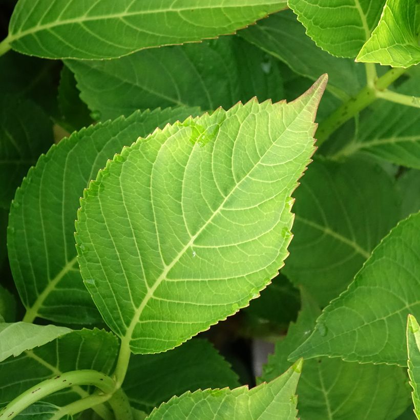 Hydrangea macrophylla Teller Messalina - Ortensia (Fogliame)