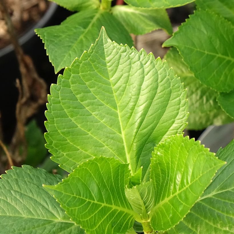 Hydrangea macrophylla Teller Messalina - Ortensia (Fogliame)