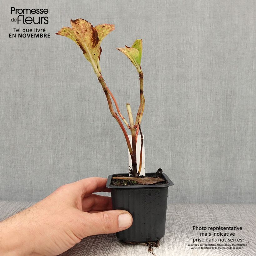 Esemplare di Hydrangea macrophylla Nikko Blue - Ortensia Vasetto da 8/9 cm come consegnato in autunno