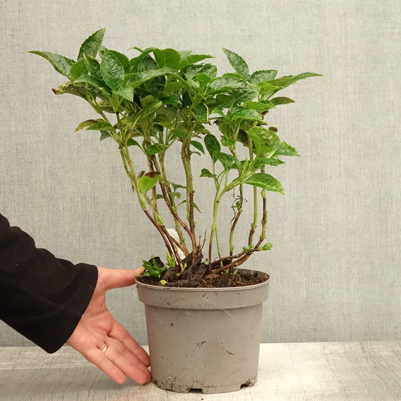 Esemplare di Hydrangea macrophylla Pia - Ortensia Vaso da 2L/3L come consegnato in autunno