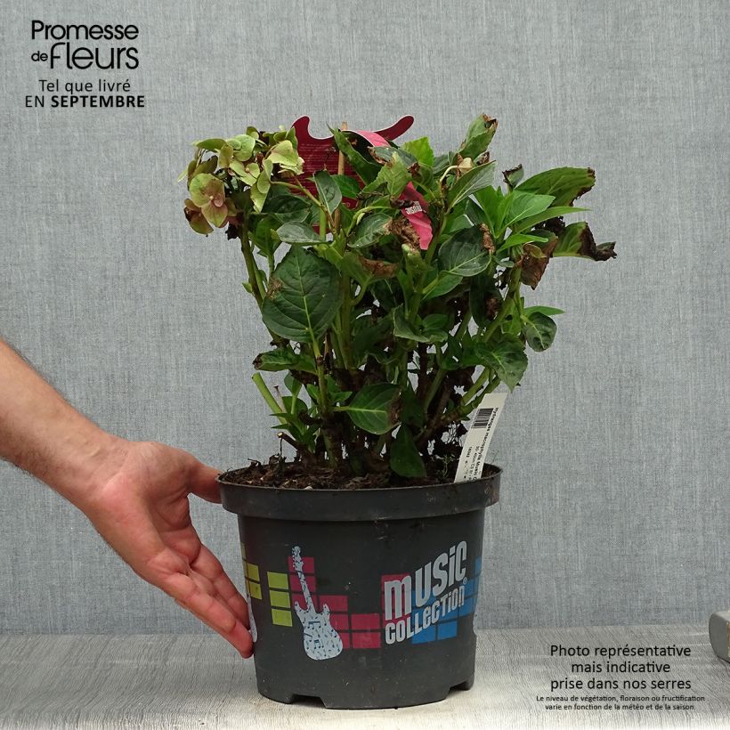 Esemplare di Hydrangea macrophylla Pink Pop - Ortensia Vaso da 4L/5L come consegnato in autunno