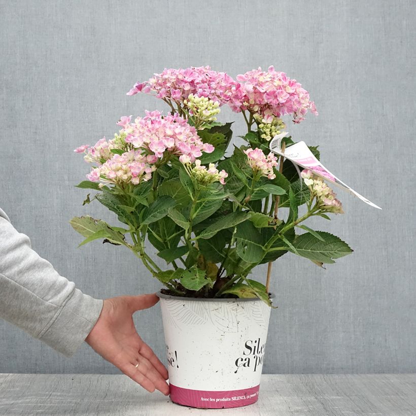 Esemplare di Hydrangea macrophylla Pinky Binder - Ortensia Vaso da 4L/5L consegnato in estate