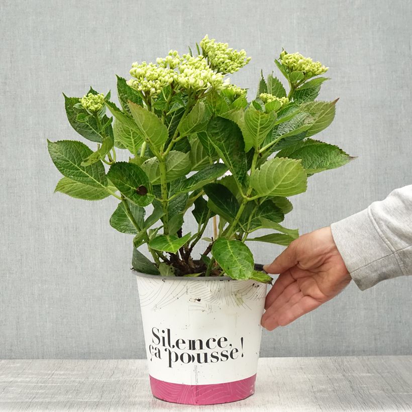 Hydrangea macrophylla Pinky Binder - Ortensia Vaso da 4L/5LAltezza consegnata circa 30/40cm esemplare consegnato in primavera