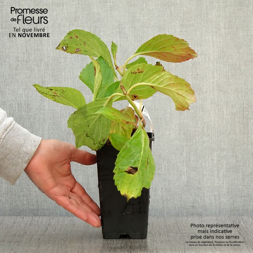Esemplare di Hydrangea macrophylla Princess Diana - Ortensia Vaso da 1,5L/2L come consegnato in autunno