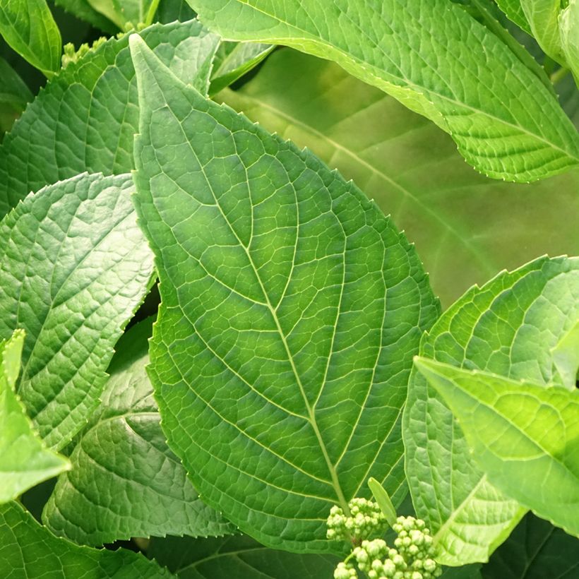 Hydrangea macrophylla Princess Diana - Ortensia (Fogliame)