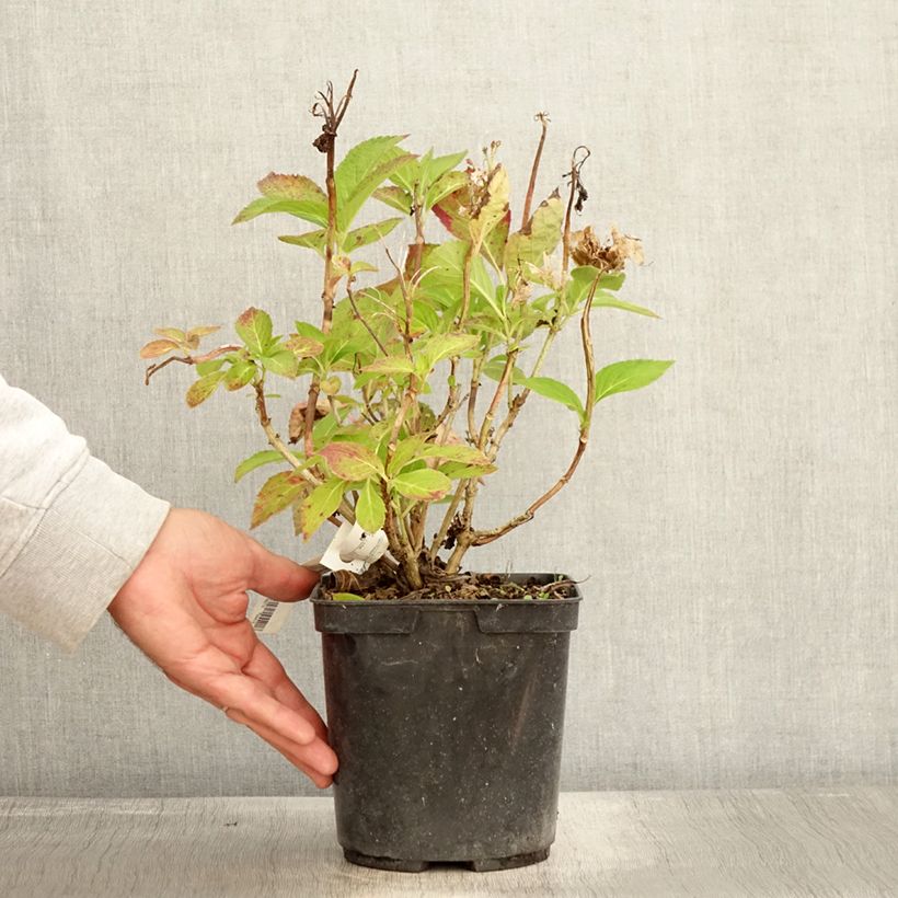 Esemplare di Hydrangea macrophylla Rahic - Ortensia Vaso da 3L/4L come consegnato in autunno