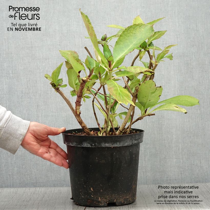 Esemplare di Hydrangea macrophylla Red Ace - Ortensia Vaso da 4L/5L come consegnato in autunno