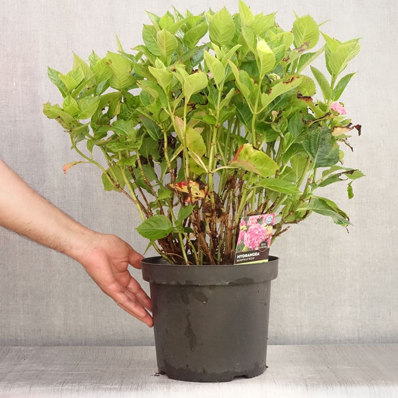 Esemplare di Hydrangea macrophylla Rosita - Ortensia Vaso da 7,5L/10L consegnato in estate