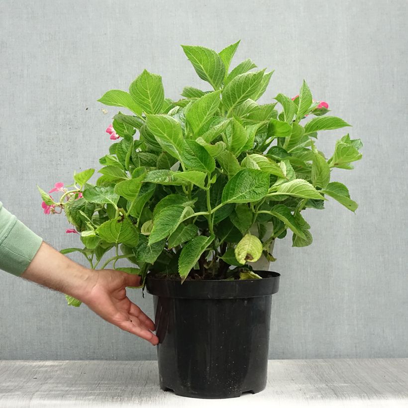 Esemplare di Hydrangea macrophylla Rotschwanz - Ortensia Vaso da 7,5L/10L consegnato in estate
