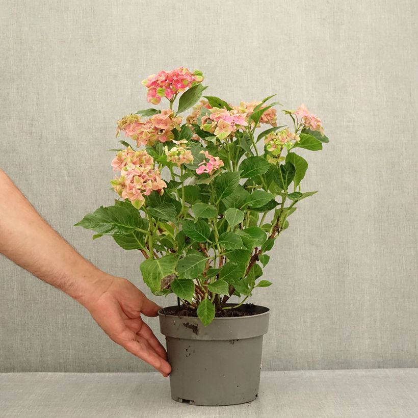 Esemplare di Hydrangea macrophylla Schloss Wackerbarth - Ortensia Vaso da 3L/4L consegnato in estate